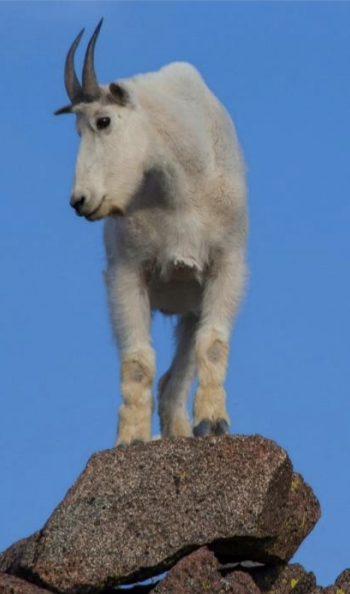 Sawtooth Society | Goat Plate | SNRA Idaho
